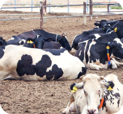 Sourcing Ingredients